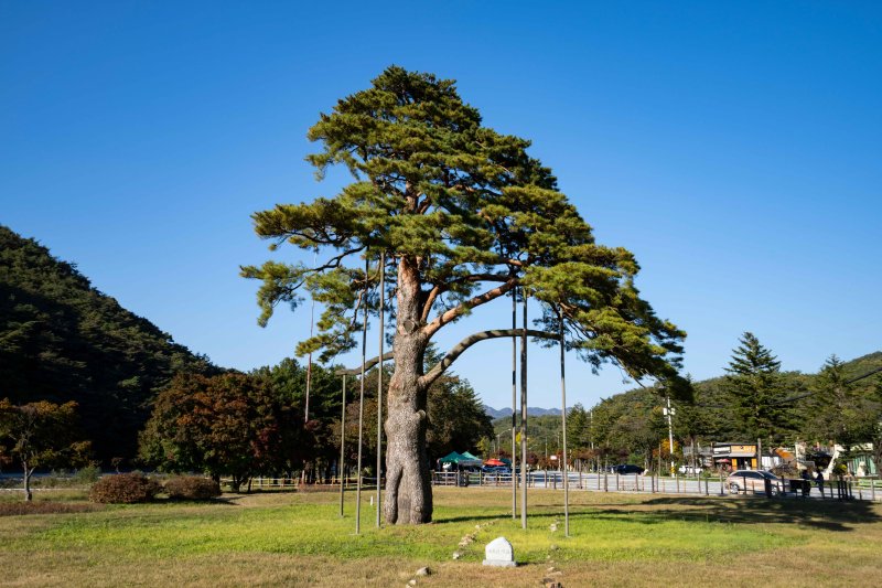 충북 보은 정이품송