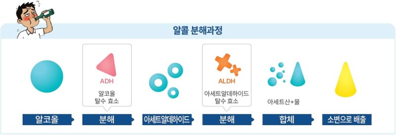 알코올 분해 과정 (출처=연합뉴스)
