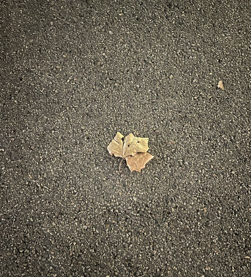 떨어진 낙엽에도 탄성을 지르던 스타 배우의 가는 길에도 낙엽이 떨어져 있었다. /사진=서윤경 기자