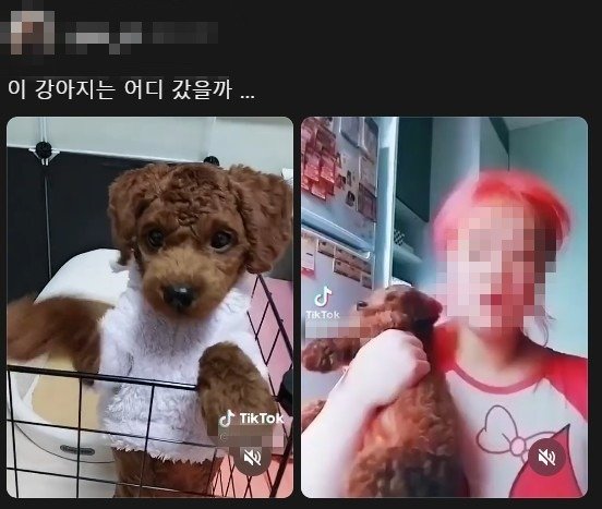 "시츄에 담배 연기 내뿜고, 뒷다리를..." 강아지 학대 견주 '공분'