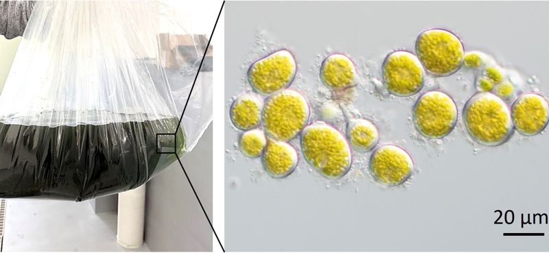 매생이 인공종자 ‘구상체’ 모습. 국립수산과학원 제공