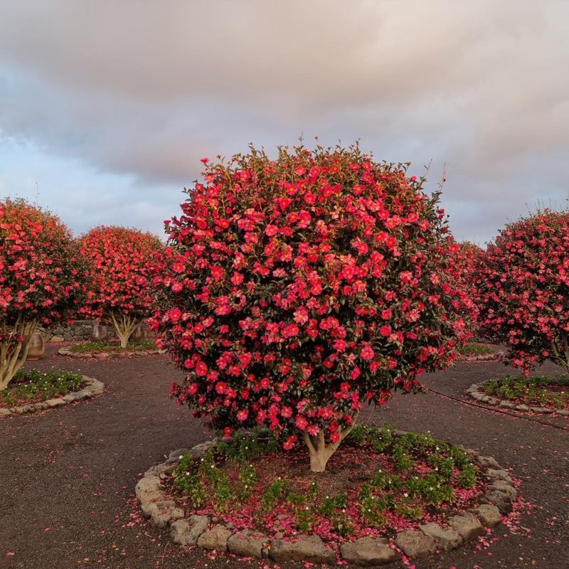 붉은 동백꽃을 볼 수 있는 성산읍 '삼달리 꽃밭에서'