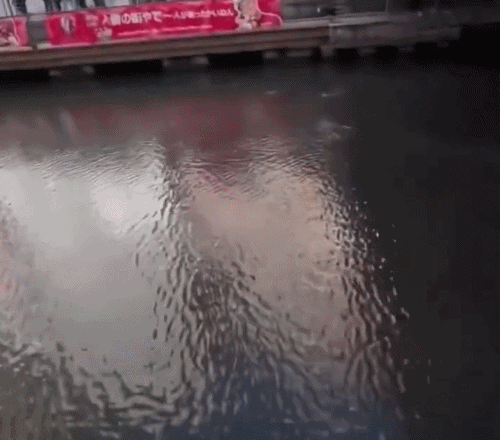 "대지진 오나?" 日에서 물고기 떼 목격, 영상 보니..