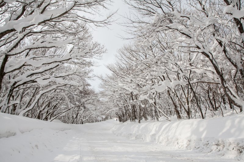 겨울 제주는 꽃들의 향연... 동백 물든 성산, 한라산은 눈꽃 만개 [Weekend 레저]