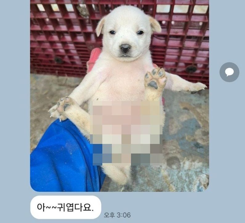 의원 단톡방에 '강아지 사진' 올렸다가..'성희롱' 징계, 알고 보니