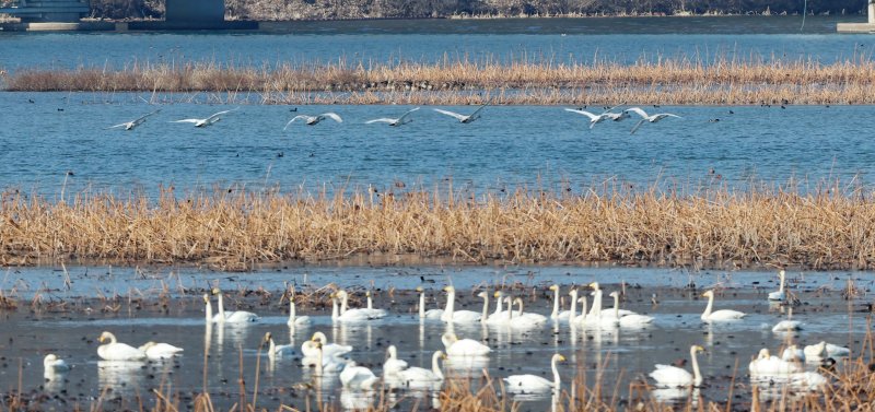 초겨울 날씨를 보인 8일 경기 광주시 퇴촌면 경안천습지생태공원에서 겨울철새 큰고니가 먹이활동을 하고 있다. 2025.12.8/뉴스1 ⓒ News1 김영운 기자