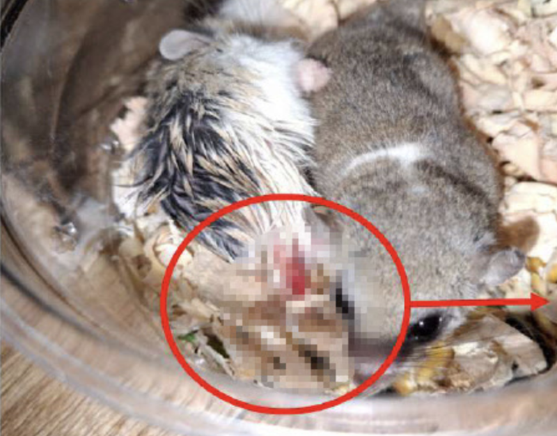 국민동의 청원 '관련 파일' 안에 담긴 학대 사진. /사진=국민동의 청원 '관련 파일' 캡처