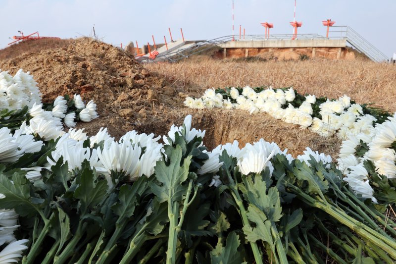 12·29 제주항공 여객기 참사 1주기인 지난해 12월 29일 무안국제공항 참사 현장에 국화가 놓여있다. 연합뉴스