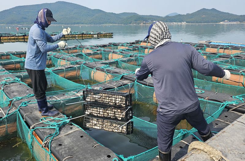 국립수산과학원 남해수산연구소가 개발한 ‘패각 부착생물 저감장치’를 양식장에 설치하고 있는 모습. 국립수산과학원 제공