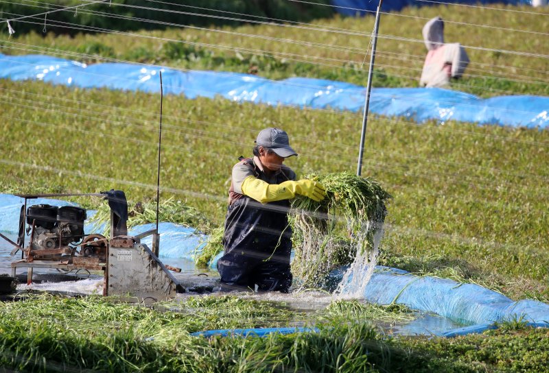 17일 부산 기장군 철마면의 한 미나리꽝에서 농민이 겨울철 입맛을 돋우는 미나리를 수확하고 있다. 2025.12.17/뉴스1 ⓒ News1 윤일지 기자