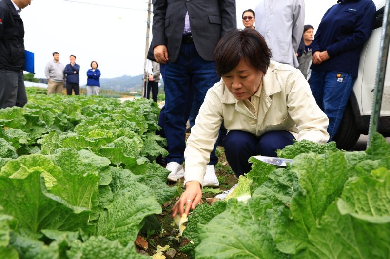[세종=뉴시스]송미령 농림축산식품부 장관이 지난해 10월26일 김장배추 주산지인 충북 괴산군을 찾아 현장 작황을 점검하고 있다. (사진=농식품부 제공)