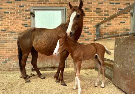 어미 말과 망아지 (출처=연합뉴스)