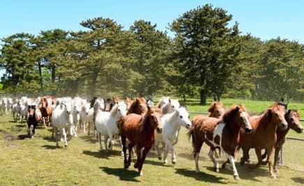 제주마 (출처=연합뉴스)