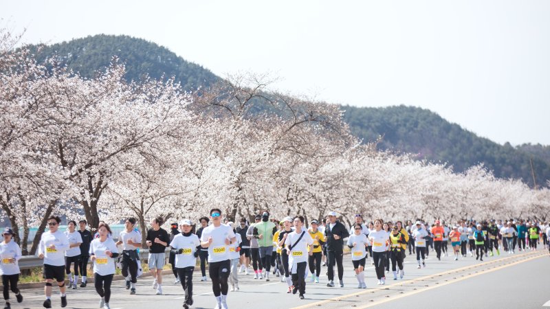 합천벚꽃마라톤대회 장면(합천군 제공. 재판매 및 DB금지).