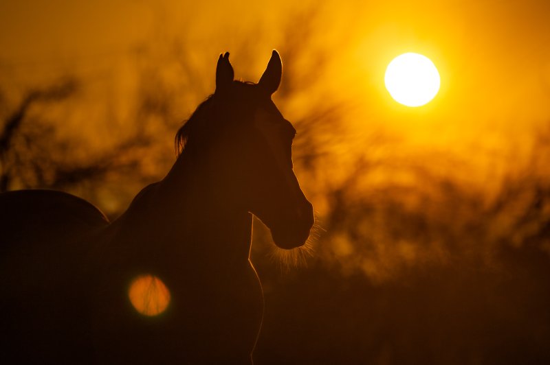 [나주=뉴시스] 이영주 기자 = 2026년 병오년 붉은 말의 해를 나흘 앞둔 28일 오전 전남 나주시 한 승마장에서 말의 뒤로 해가 떠오르고 있다. 2025.12.28. leeyj2578@newsis.com