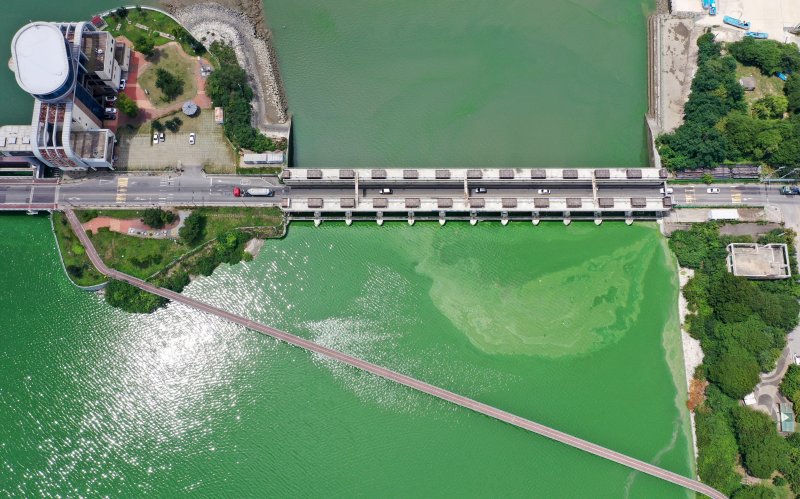 연일 기온이 40도에 육박하는 역대급 폭염이 지속되고 있는 31일 오후 경기 평택시 현덕면 평택호 하류에 녹조 현상이 나타나고 있다. ⓒ News1 김영운 기자