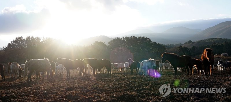 병오년 말의 해엔 제주마처럼 건강하게 (출처=연합뉴스)
