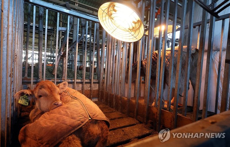 '방한복과 열등' 송아지 따뜻한 겨울나기 (출처=연합뉴스)