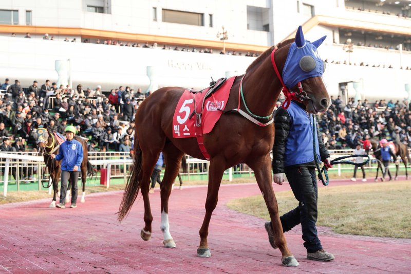 [서울=뉴시스] 오는 4일 렛츠런파크 서울 제11경주에 출전하는 '빅스고'. (사진=한국마사회 제공) *재판매 및 DB 금지