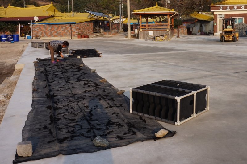 마을 주민이 마을 앞 도로에서 물김을 말리고 있다. 2026.1.2뉴스1 ⓒ News1 조영석 기자