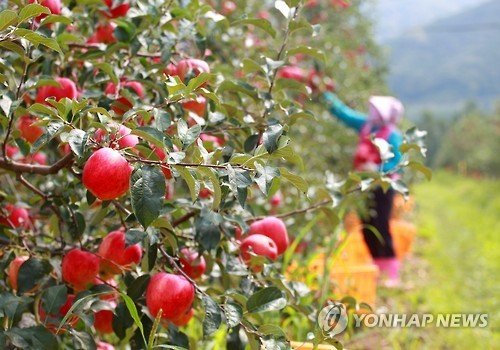 장수 사과 (출처=연합뉴스)