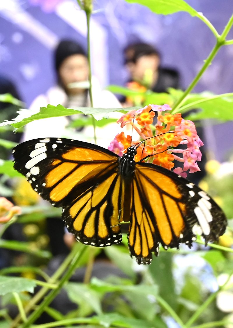 [용인=뉴시스] 김종택 기자 = 절기상 소한인 5일 경기 용인시 에버랜드 나비의 꿈꾸는 정원을 찾은 어린이들이 봄의 전령 나비를 살펴보고 있다. 2026.01.05. jtk@newsis.com