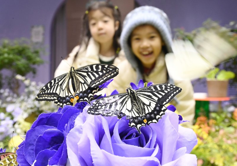 [용인=뉴시스] 김종택 기자 = 절기상 소한인 5일 경기 용인시 에버랜드 나비의 꿈꾸는 정원을 찾은 어린이들이 봄의 전령 나비를 살펴보고 있다. 2026.01.05. jtk@newsis.com