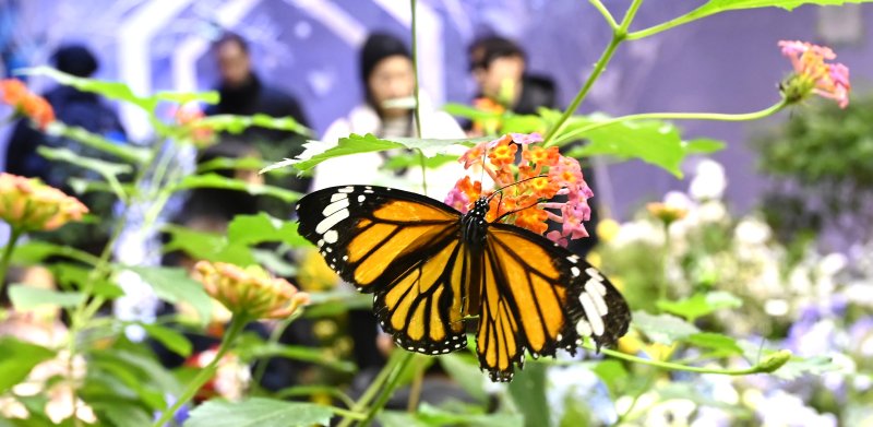[용인=뉴시스] 김종택 기자 = 절기상 소한인 5일 경기 용인시 에버랜드 나비의 꿈꾸는 정원을 찾은 시민들이 봄의 전령 나비를 살펴보고 있다. 2026.01.05. jtk@newsis.com