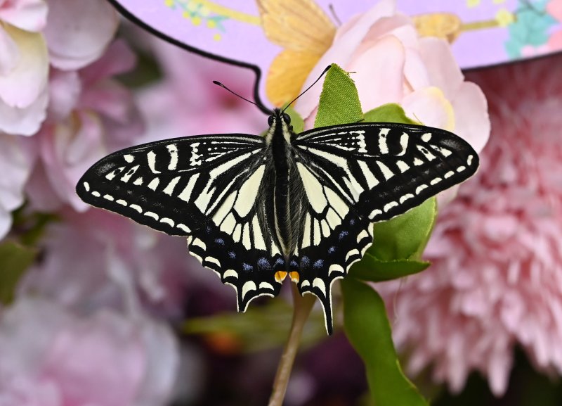 [용인=뉴시스] 김종택 기자 = 절기상 소한인 5일 경기 용인시 에버랜드 나비의 꿈꾸는 정원에 아름다운 나비가 꽃위에 앉아 있다. 2026.01.05. jtk@newsis.com