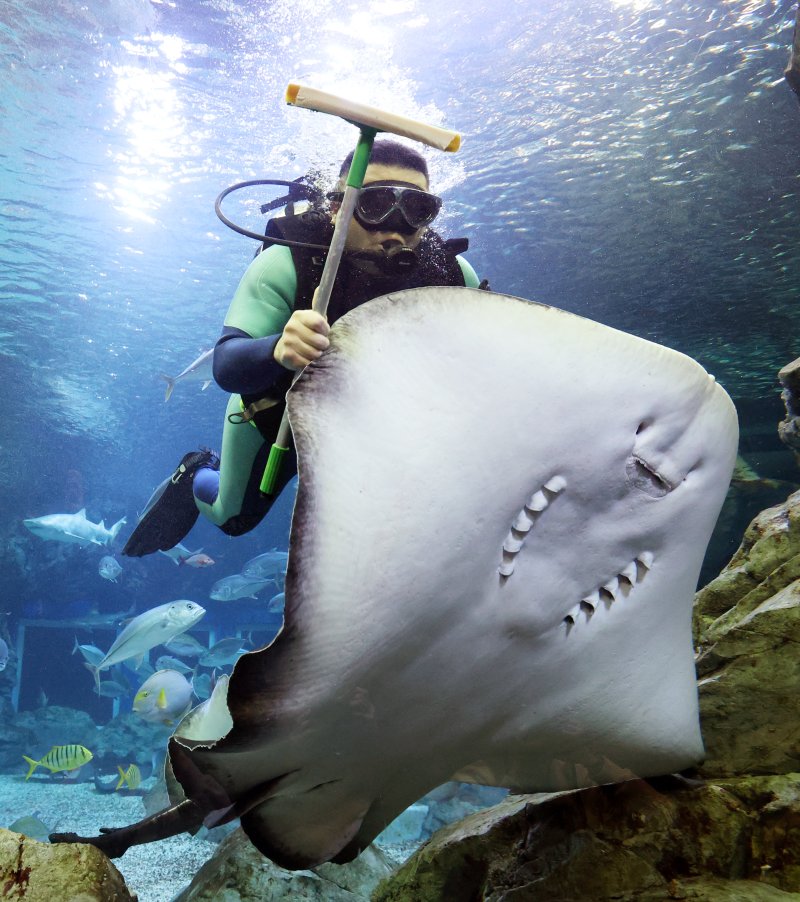 5일 경기 수원시 영통구 아쿠아플라넷 광교에서 새해를 맞아 다이버가 수조 청소를 하고 있다. 2026.1.5/뉴스1 ⓒ News1 김영운 기자