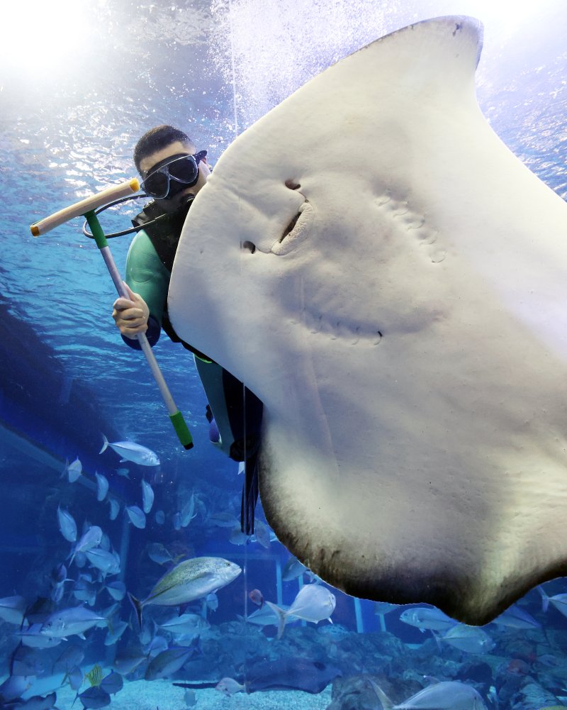 5일 경기 수원시 영통구 아쿠아플라넷 광교에서 새해를 맞아 다이버가 수조 청소를 하고 있다. 2026.1.5/뉴스1 ⓒ News1 김영운 기자