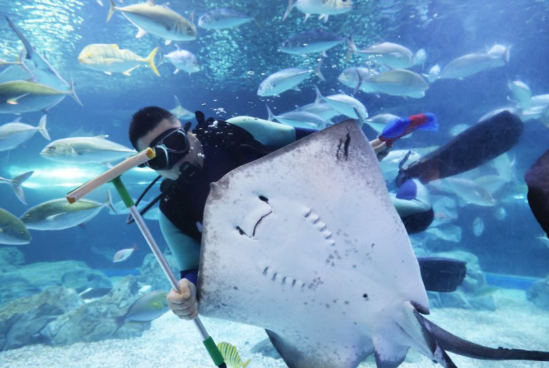 5일 경기 수원시 영통구 아쿠아플라넷 광교에서 새해를 맞아 다이버가 수조 청소를 하고 있다. 2026.1.5/뉴스1 ⓒ News1 김영운 기자