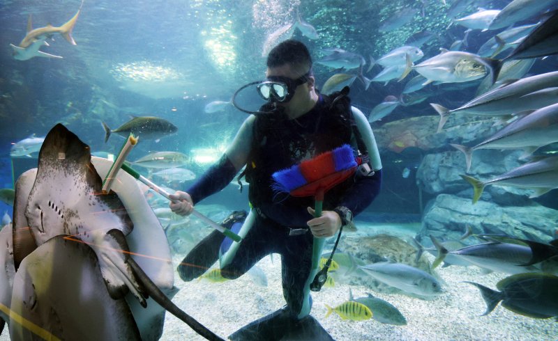5일 경기 수원시 영통구 아쿠아플라넷 광교에서 새해를 맞아 다이버가 수조 청소를 하고 있다. 2026.1.5/뉴스1 ⓒ News1 김영운 기자