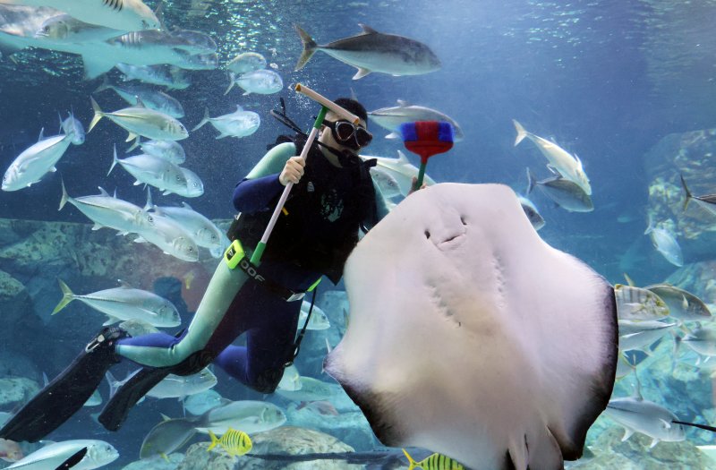 5일 경기 수원시 영통구 아쿠아플라넷 광교에서 새해를 맞아 다이버가 수조 청소를 하고 있다. 2026.1.5/뉴스1 ⓒ News1 김영운 기자