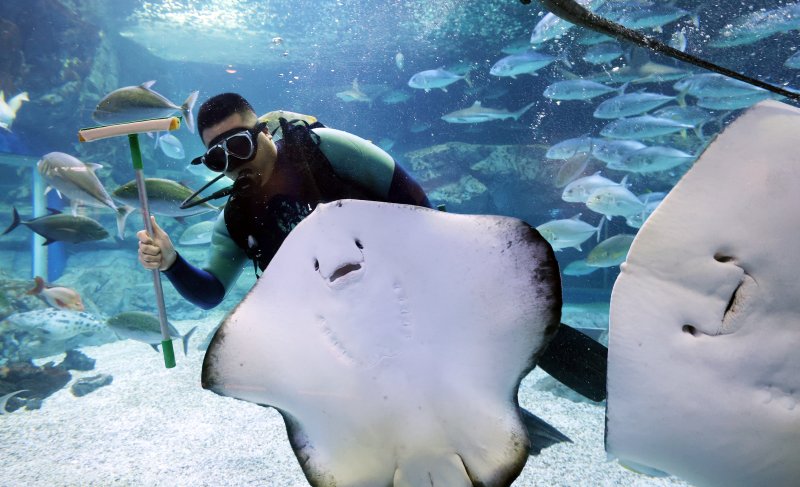 5일 경기 수원시 영통구 아쿠아플라넷 광교에서 새해를 맞아 다이버가 수조 청소를 하고 있다. 2026.1.5/뉴스1 ⓒ News1 김영운 기자