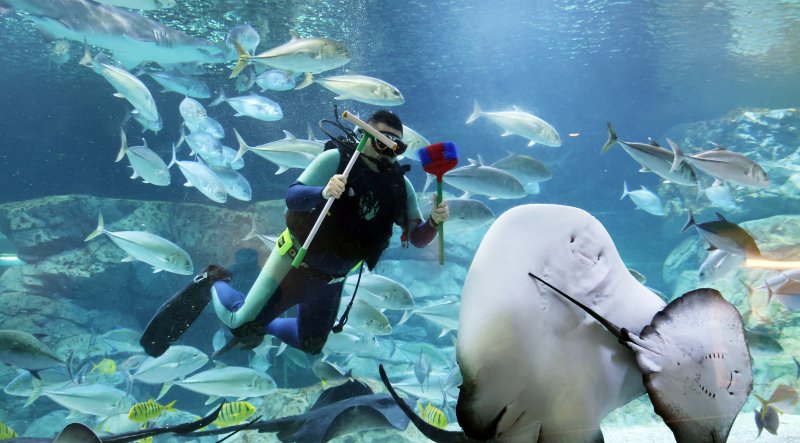 5일 경기 수원시 영통구 아쿠아플라넷 광교에서 새해를 맞아 다이버가 수조 청소를 하고 있다. 2026.1.5/뉴스1 ⓒ News1 김영운 기자