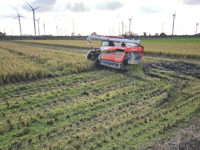 [영광=뉴시스] 사진은 지난해 10월28일 전남 영광 들녘에서 콤바인으로 벼를 수확과 동시에 볏짚을 잘게 잘라 농지에 환원하고 있는 모습. (사진=영광군 제공) photo@newsis.com *재판매 및 DB 금지