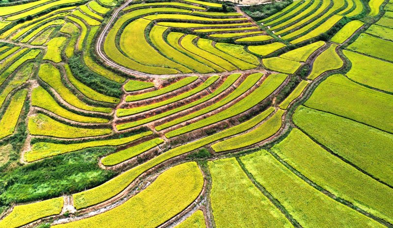[평택=뉴시스] 김종택 기자 = 사진은 지난해 9월23일 경기 평택시 현덕면 구불구불한 다랑이 논에 수확을 앞둔 벼가 황금빛으로 물들어 있는 모습. 2025.09.23. jtk@newsis.com