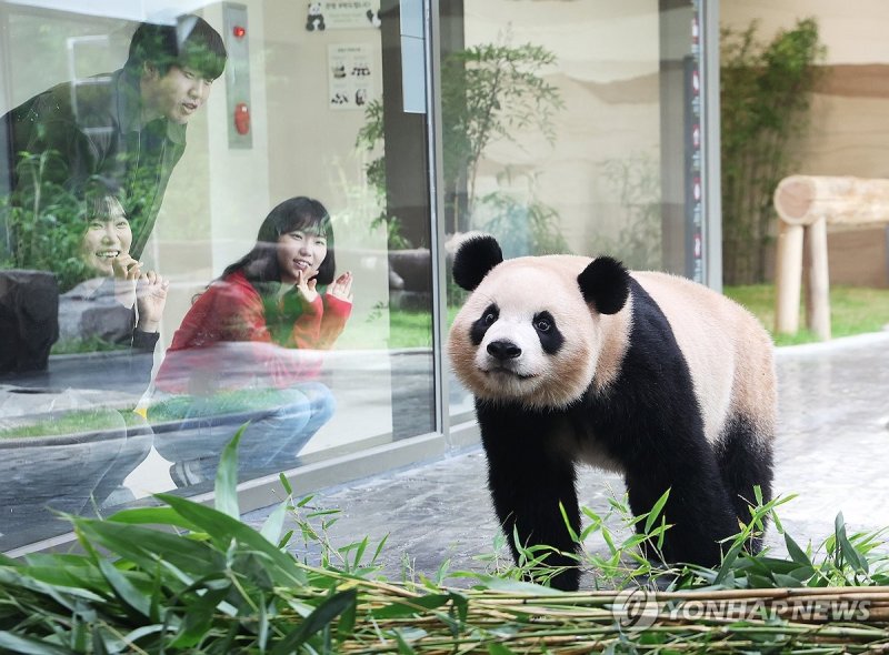 새 보금자리에서 만나는 루이바오 (출처=연합뉴스)