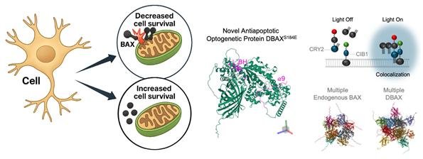 [서울=뉴시스] 연구 모식도. (사진=고려대 제공) 2026.01.06. photo@newsis.com *재판매 및 DB 금지