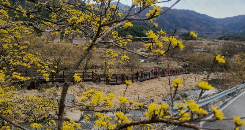 전남 구례군 산동면 반곡마을과 산수유사랑공원에 노랗게 물든 산수유꽃이 활짝 피어 있다. (구례군 제공. 재판매 및 DB 금지) 2025.3.13/뉴스1 ⓒ News1 김동수 기자
