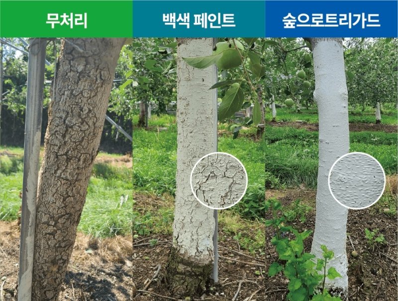 숲으로트리가드 도포 효과 (출처=연합뉴스)