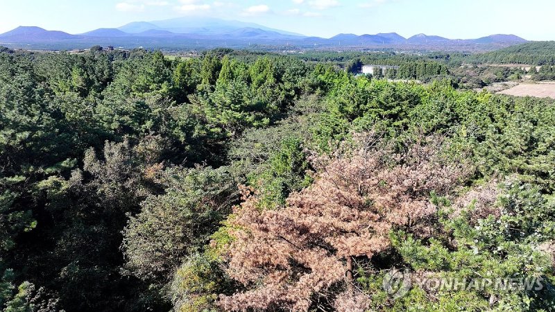 최근 이상고온 현상으로 소나무재선충병과 솔껍질깍지벌레 등 기존 산림병해충 발생이 증가하고 있다. /사진=연합뉴스