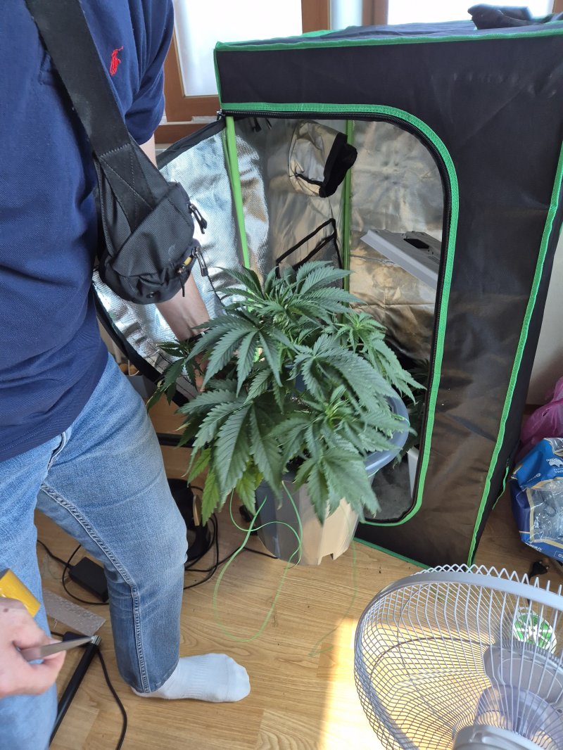 재배 중인 대마초 근접 사진.(인천공항세관. 재배포 및 DB금지)2026.1.8/뉴스1