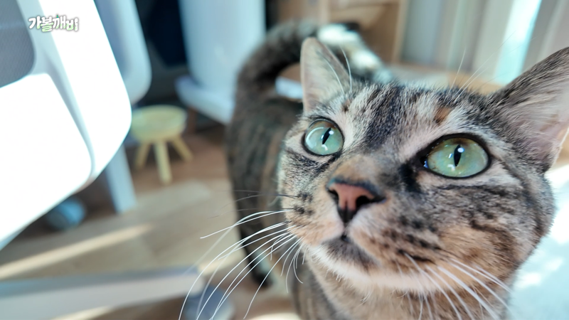 양주고읍 LH13단지 행복주택 16A 빌트인 집주인 : 이빈 (28살) 고양이 : 호랑 (4살)