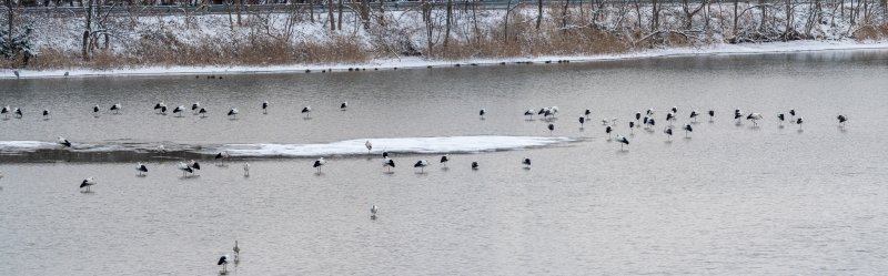 [고창=뉴시스] 고창 해리천에서 월동 중인 '황새' 무리. *재판매 및 DB 금지