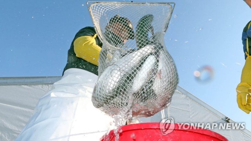 꽁꽁축제에 투입되는 인삼송어 (출처=연합뉴스)