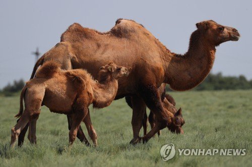 낙타 (출처=연합뉴스)