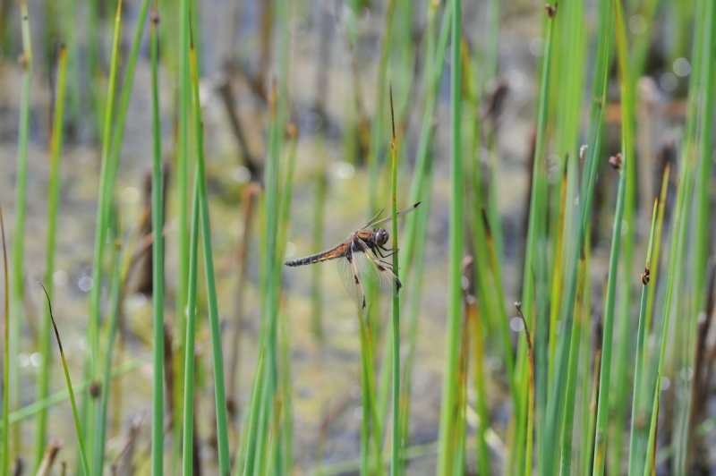 세종호수공원서 대모잠자리가 관찰 (출처=연합뉴스)
