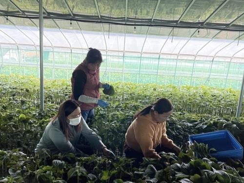 깻잎 수확하는 외국인 계절근로자 (출처=연합뉴스)